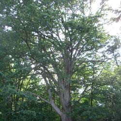 Roble castao amarillo